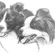 Hundeportrætter
