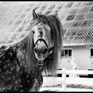 Søger hundemodeller til fotografering