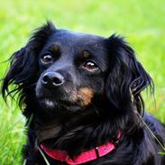 Søger hundemodeller til fotografering