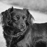 Søger hundemodeller til fotografering