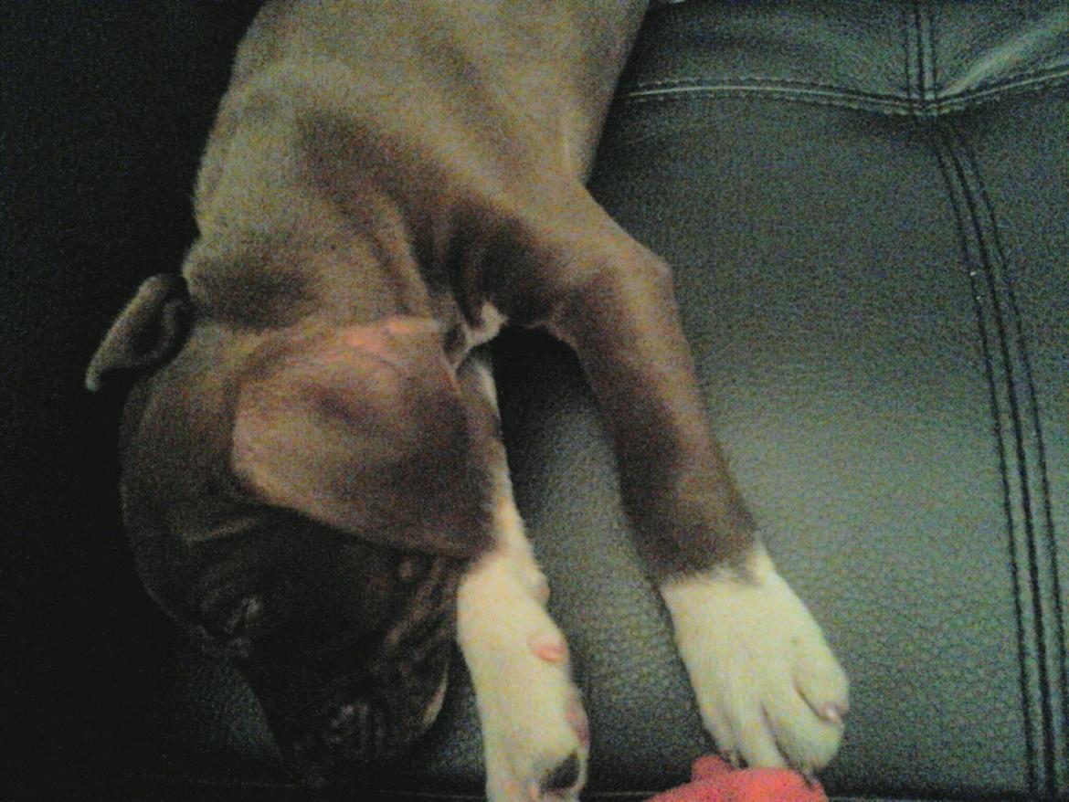 Molly My billede 1