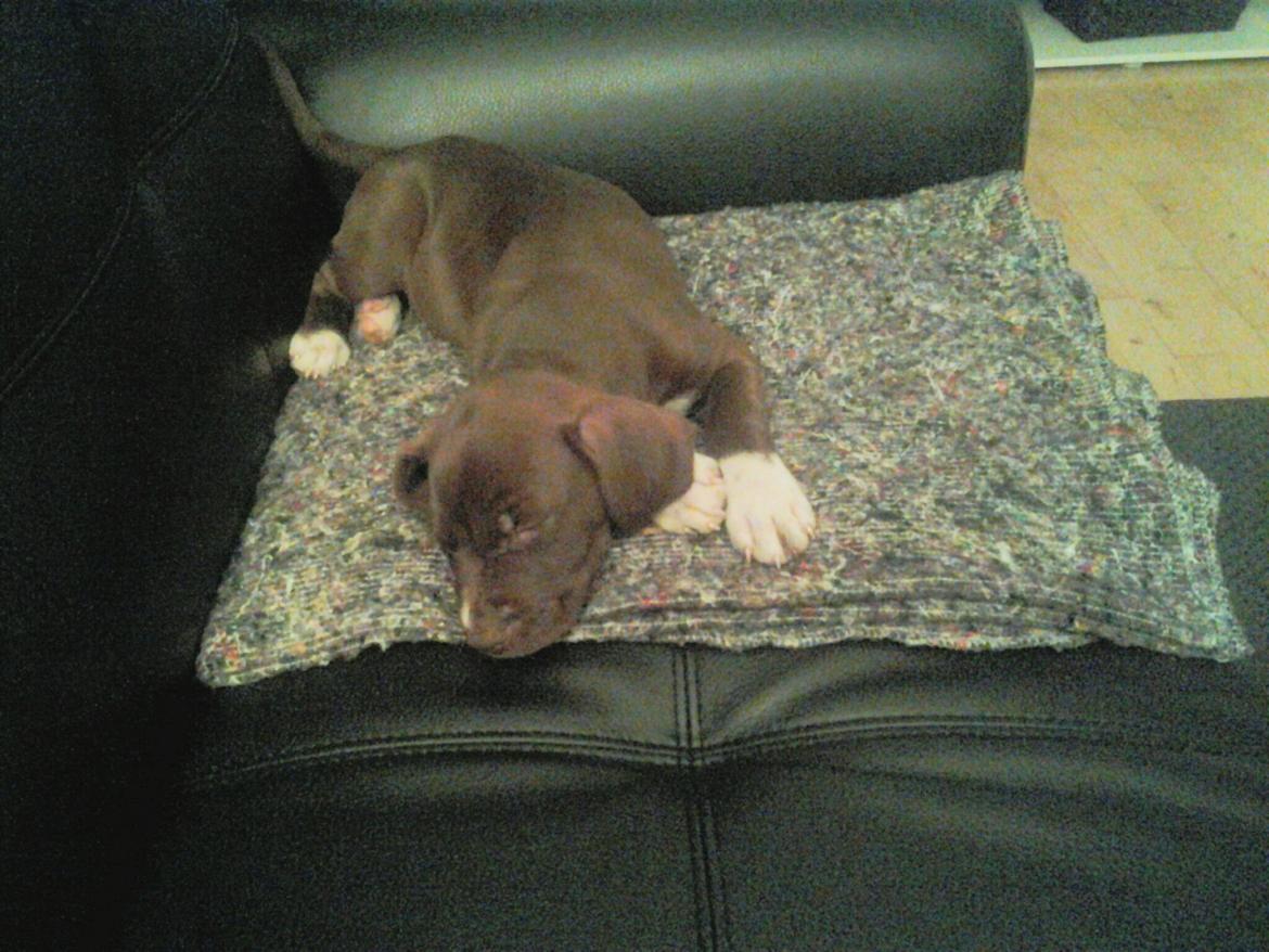Molly My billede 2