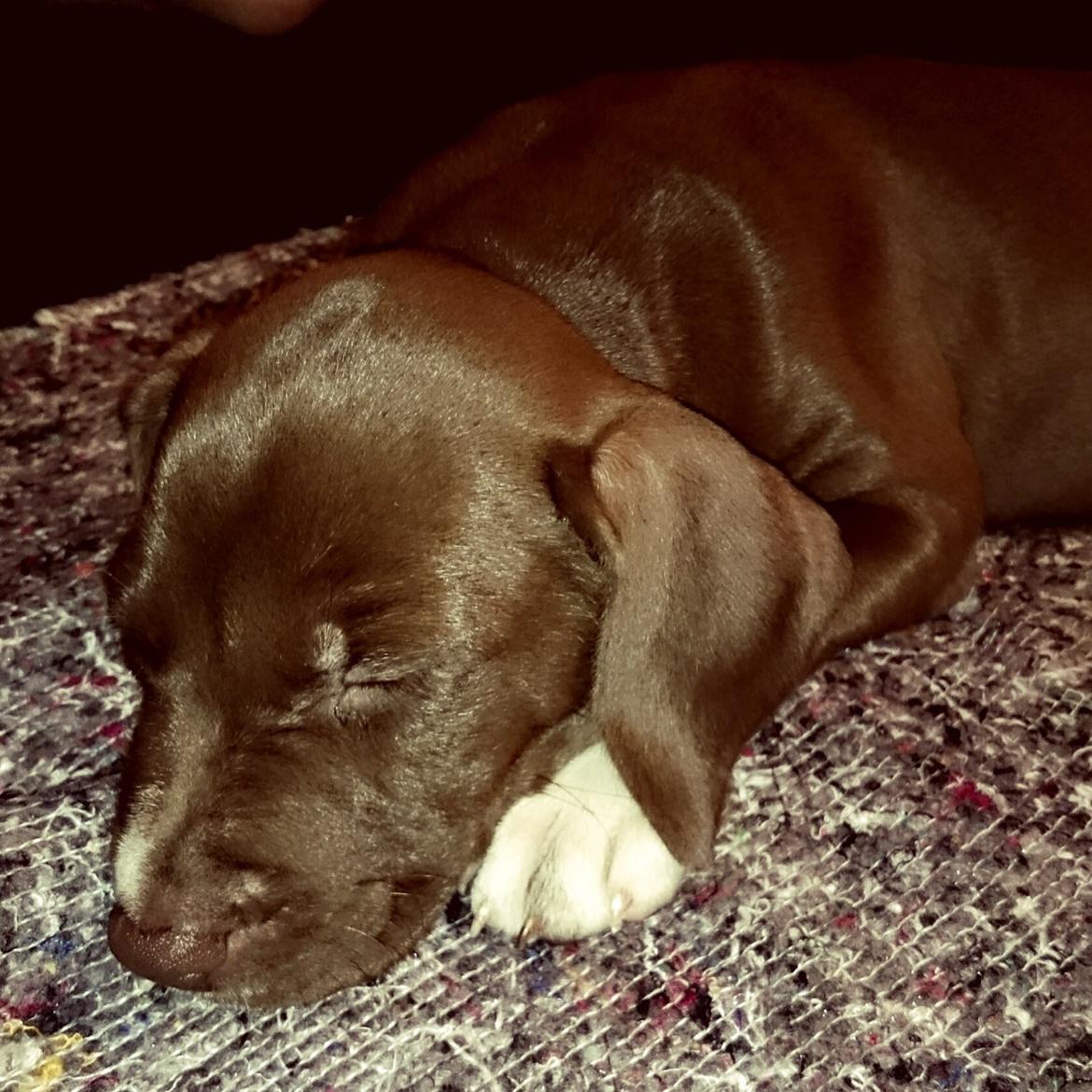 Molly My billede 4