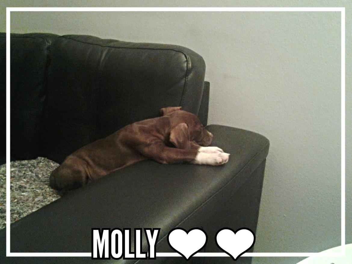 Molly My billede 5