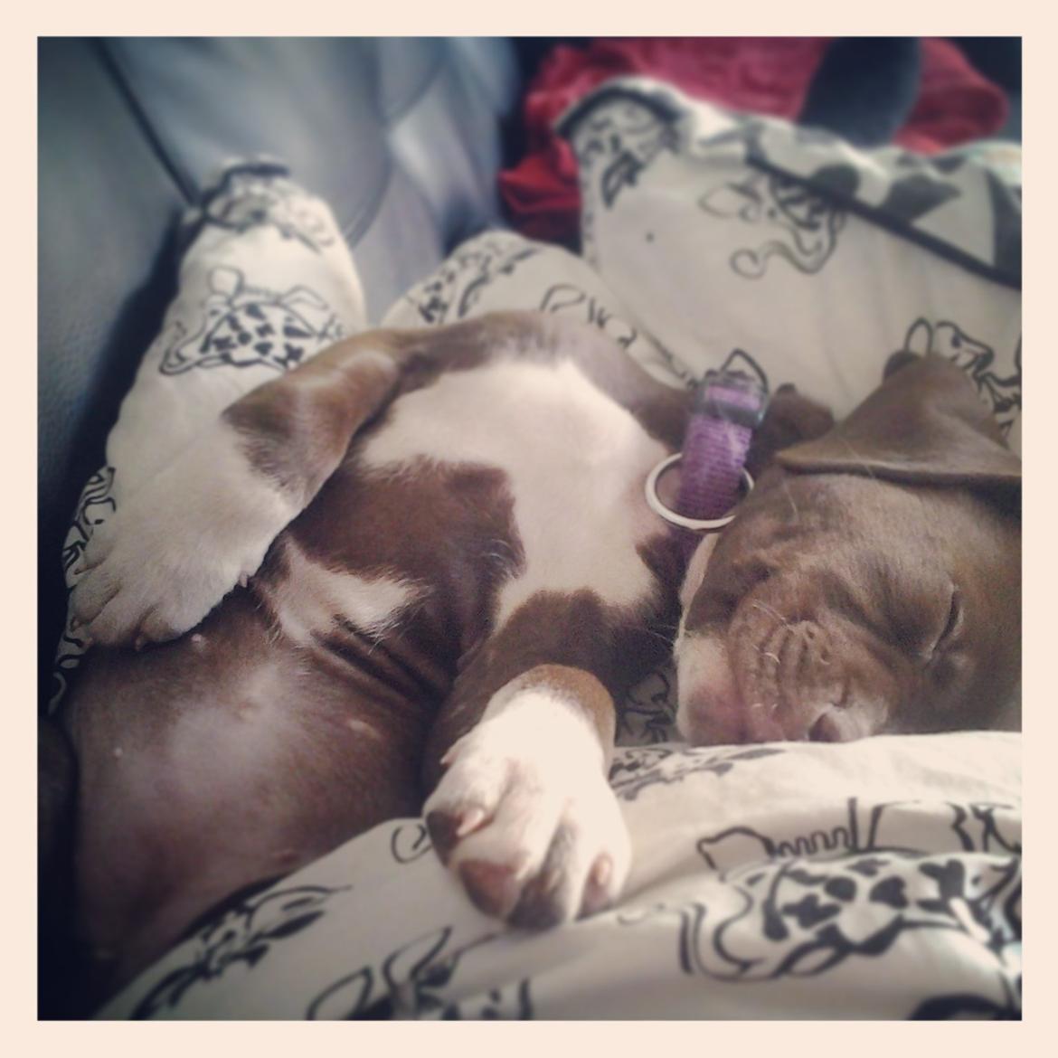 Molly My billede 7