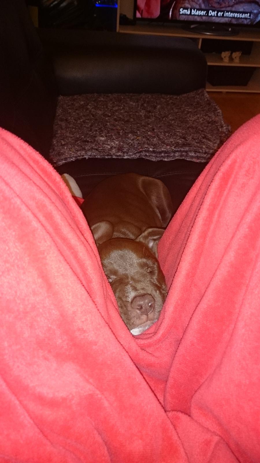 Molly My billede 10