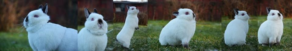 Søger hundemodeller til fotografering billede 1