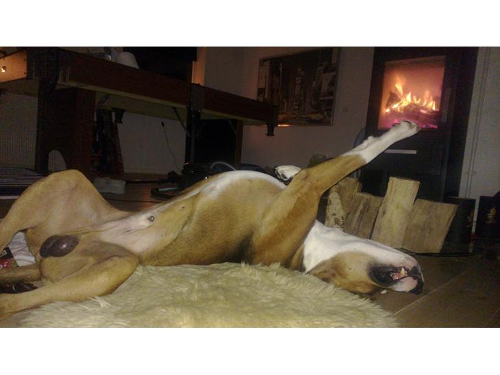 {{currentPhoto.altText}} billede {{currentPhoto.number}}