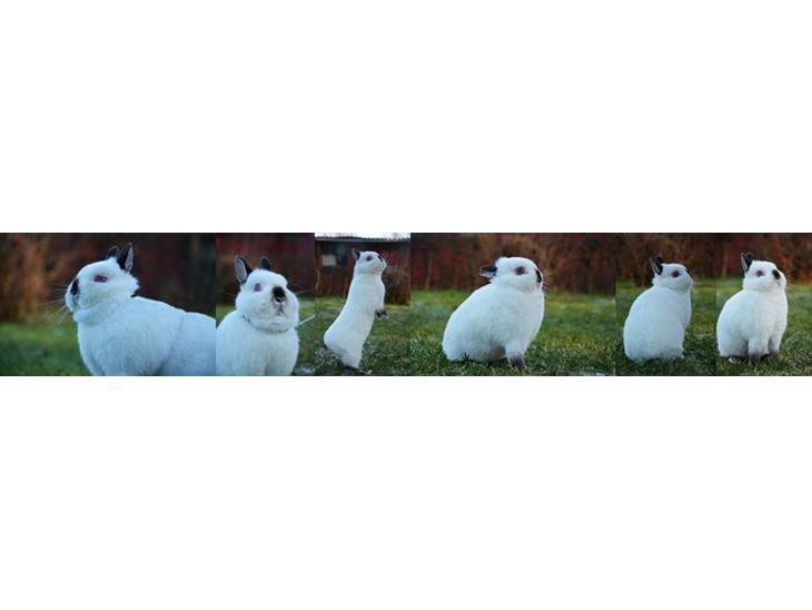 Søger hundemodeller til fotografering billede 2
