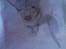 tegninger af hunde 
