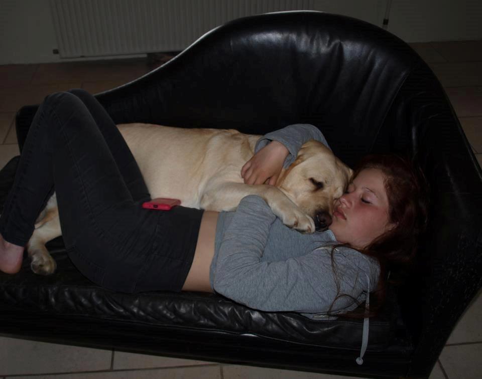 minde billeder om min labrador som hedder amber billede 8