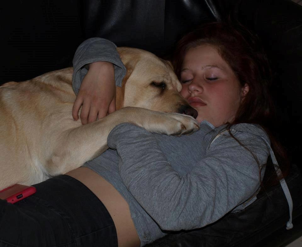 minde billeder om min labrador som hedder amber billede 5