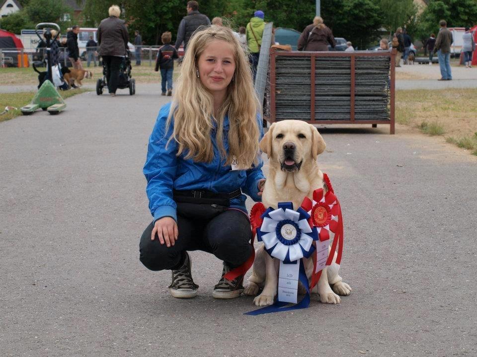minde billeder om min labrador som hedder amber billede 1