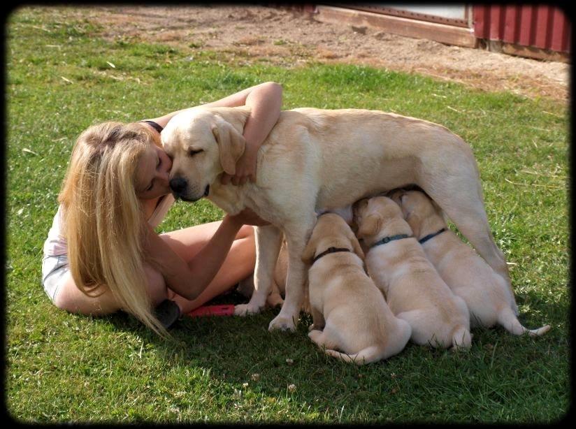 minde billeder om min labrador som hedder amber billede 2