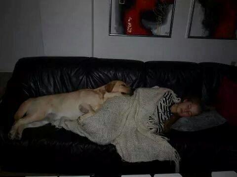 minde billeder om min labrador som hedder amber billede 3