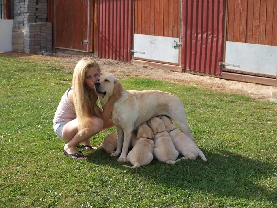 minde billeder om min labrador som hedder amber billede 7