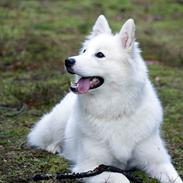 Samojede Sara