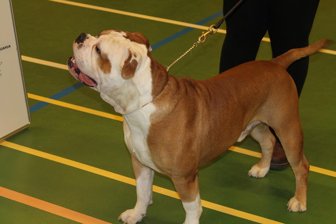 Team OEB til DHL show billede 5