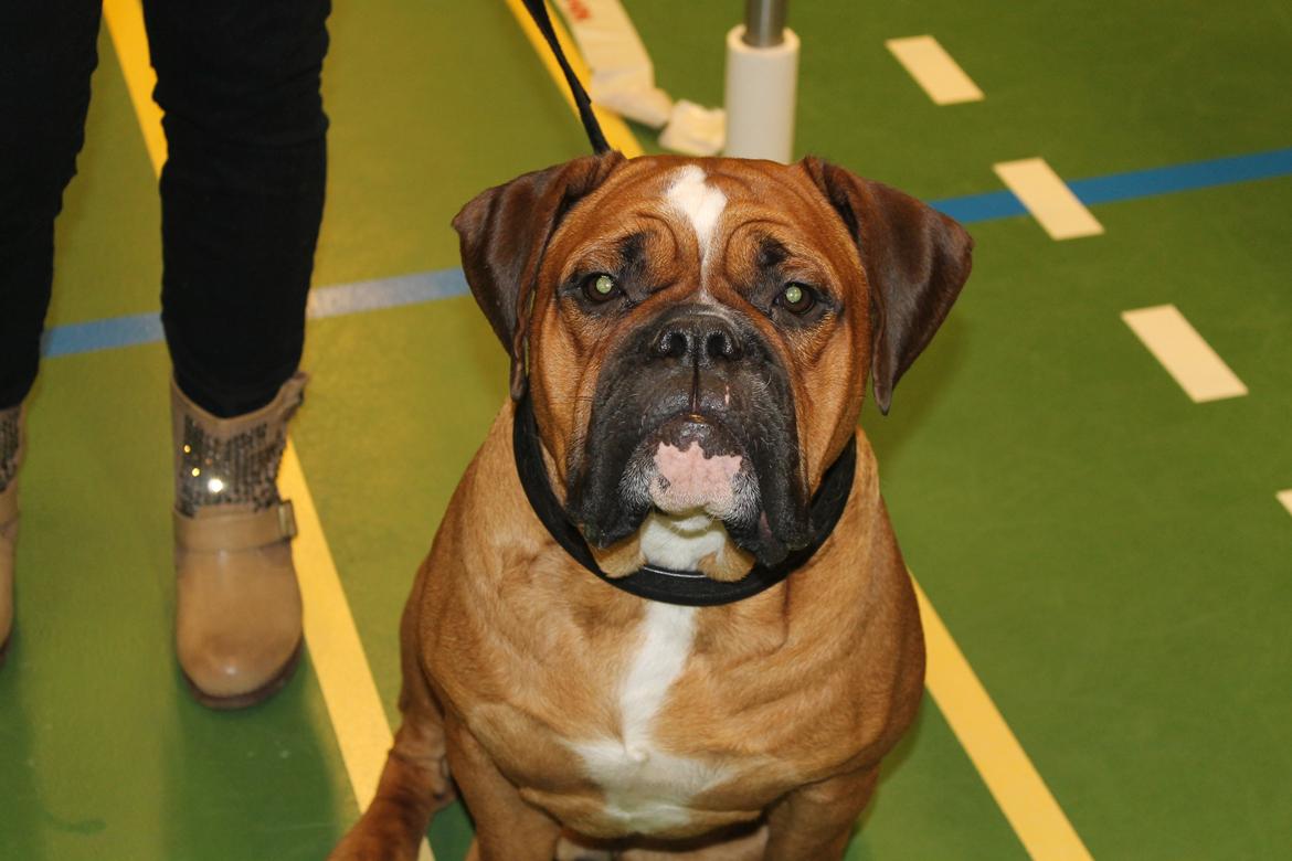 Team OEB til DHL show billede 11