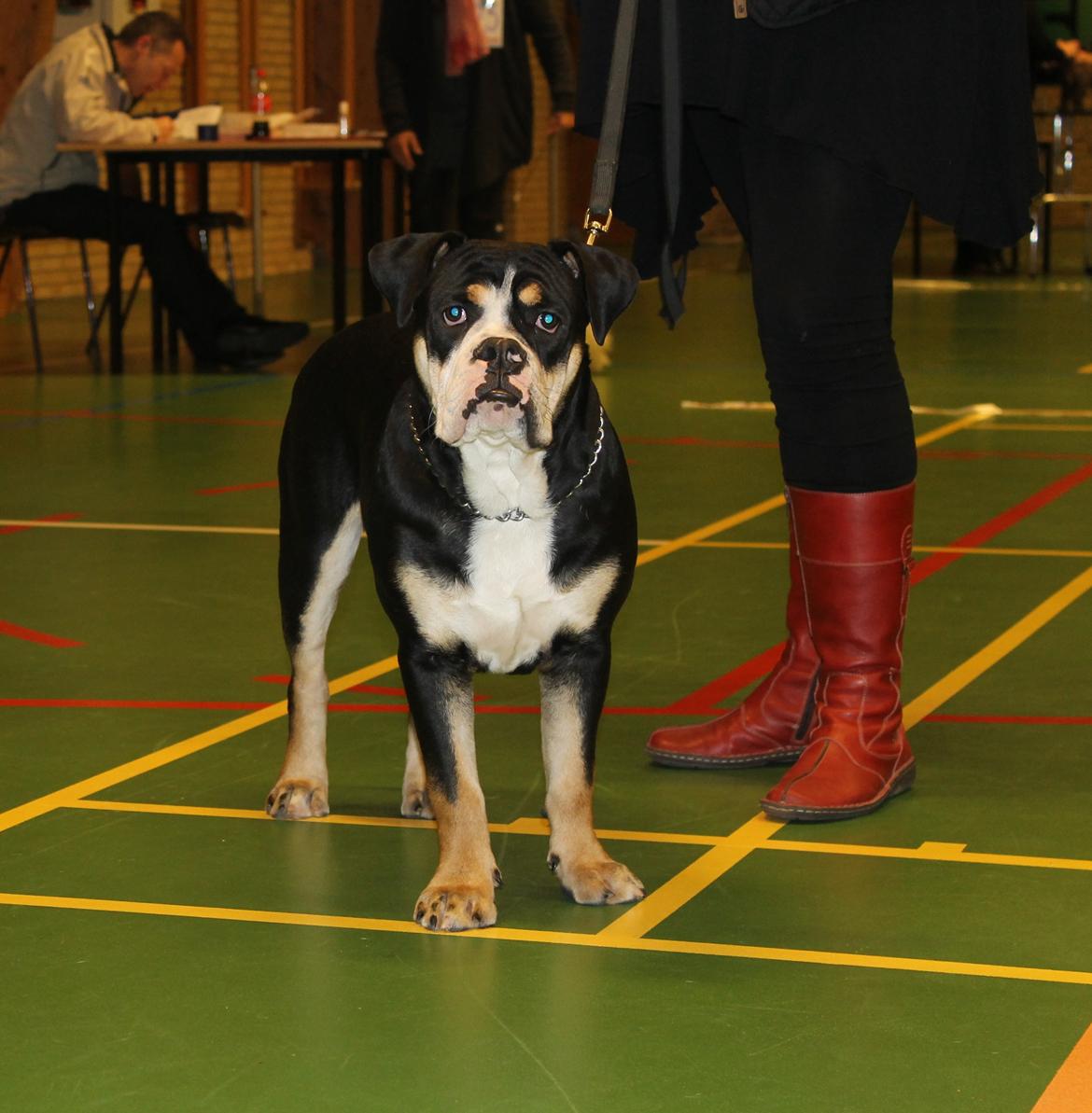 Team OEB til DHL show billede 15