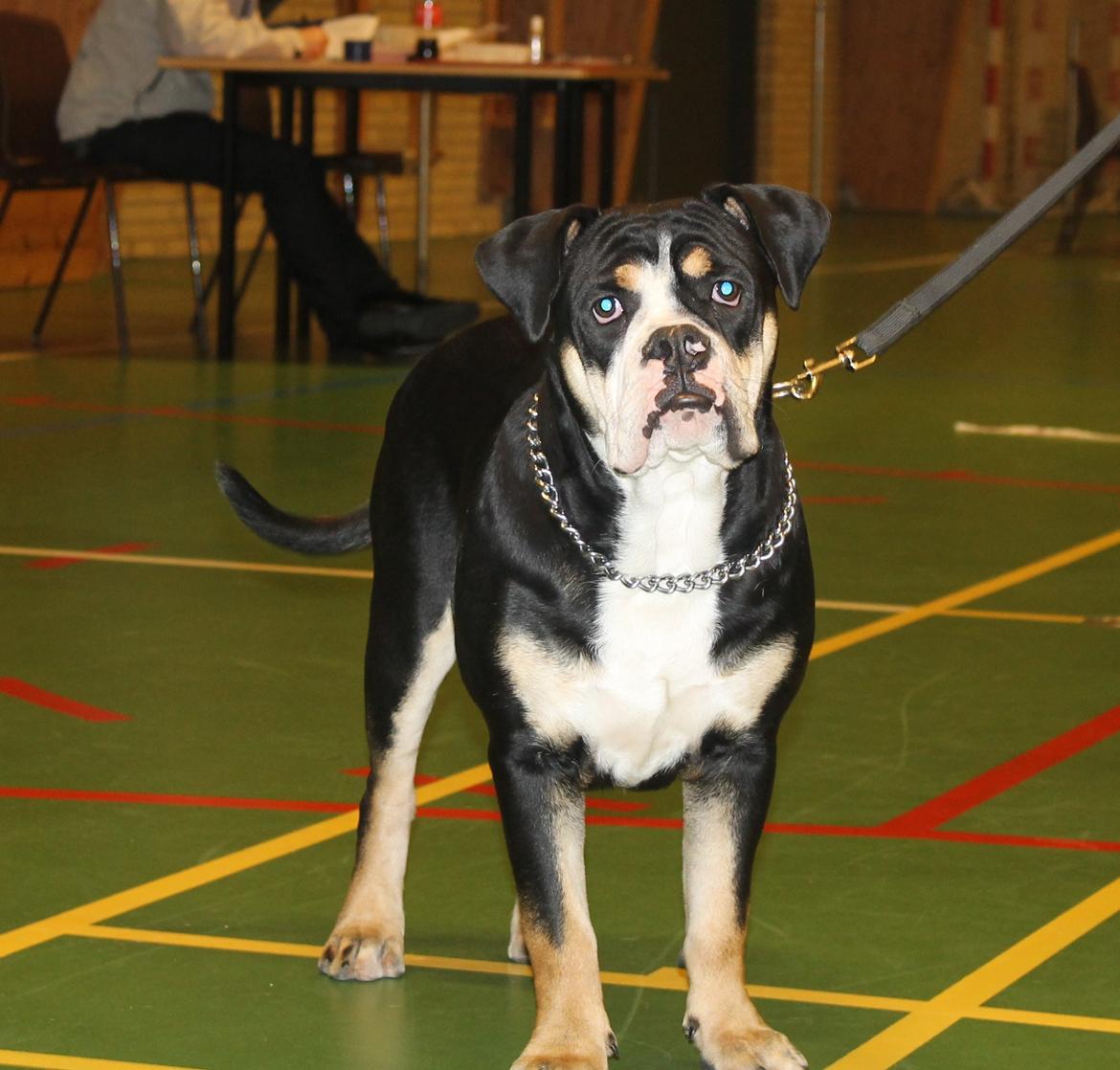 Team OEB til DHL show billede 16