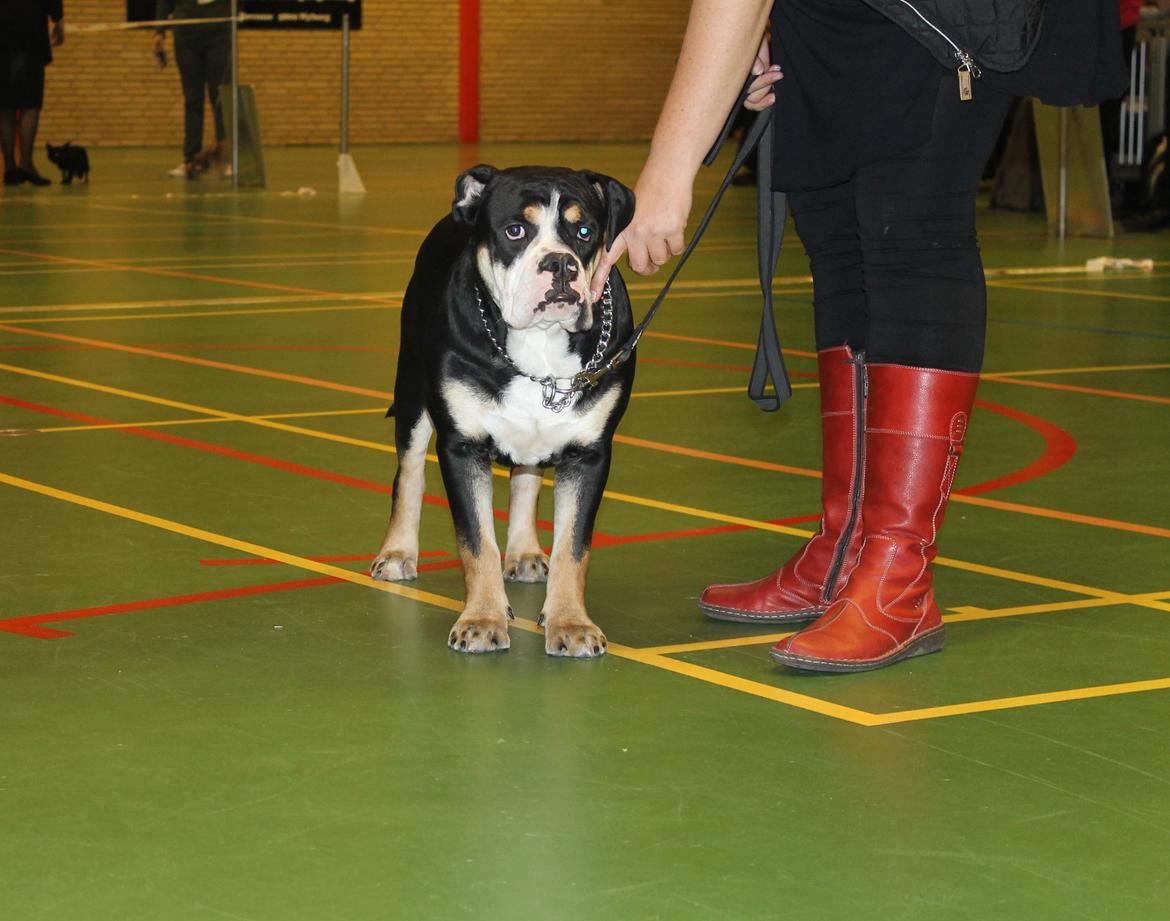 Team OEB til DHL show billede 14