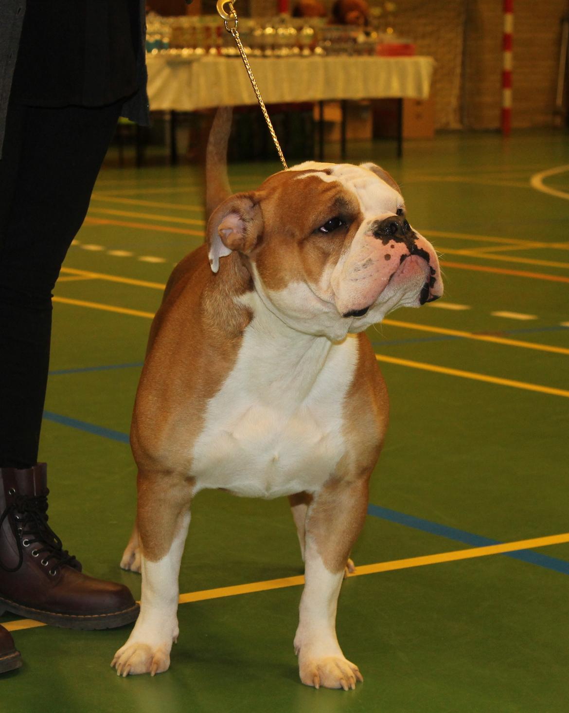 Team OEB til DHL show billede 18