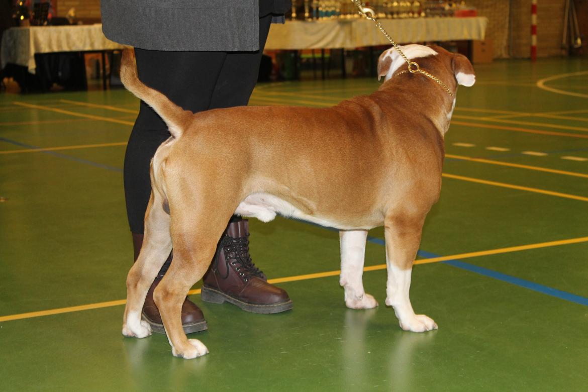 Team OEB til DHL show billede 19