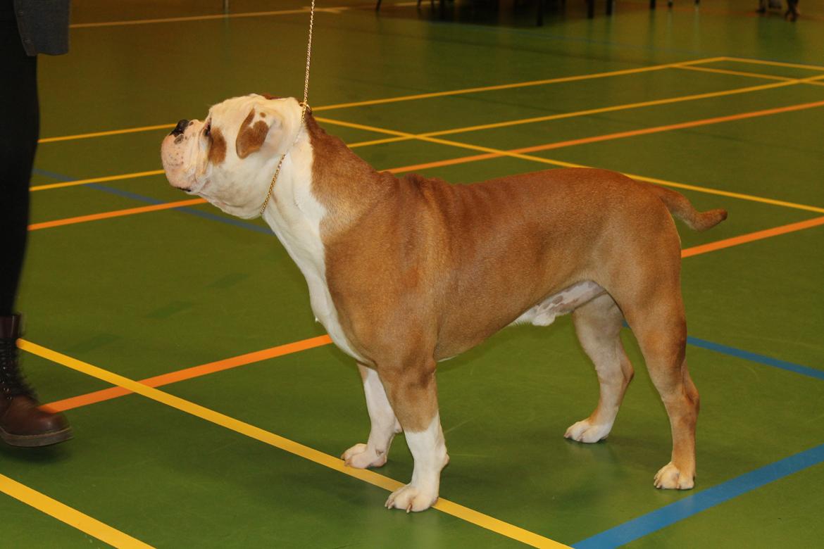 Team OEB til DHL show billede 20