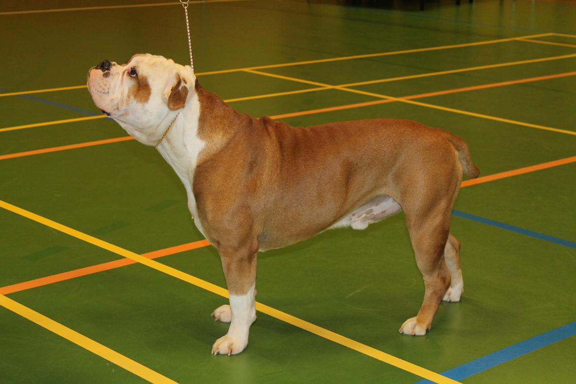 Team OEB til DHL show billede 22