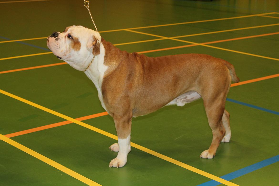 Team OEB til DHL show billede 23