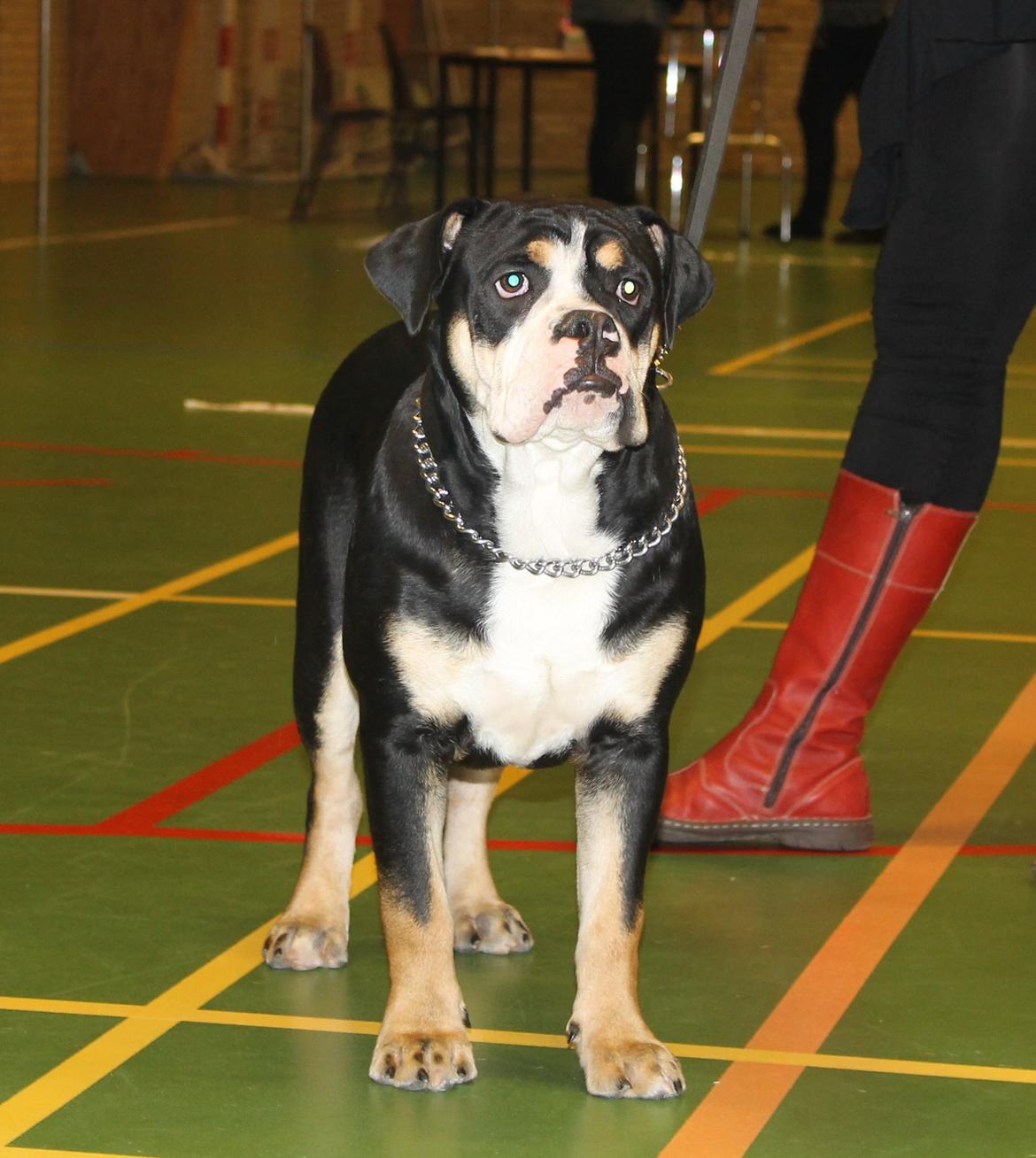 Team OEB til DHL show billede 17