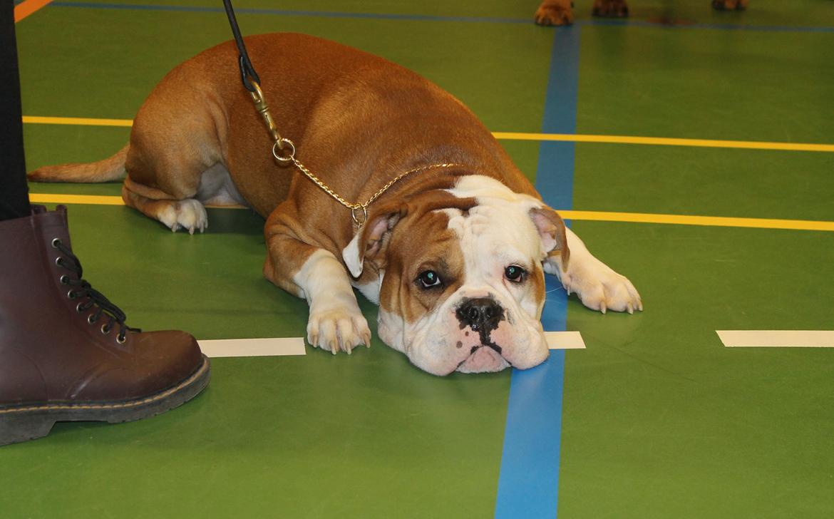 Team OEB til DHL show billede 25