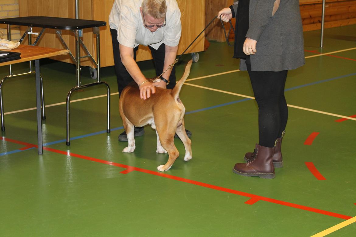 Team OEB til DHL show billede 26