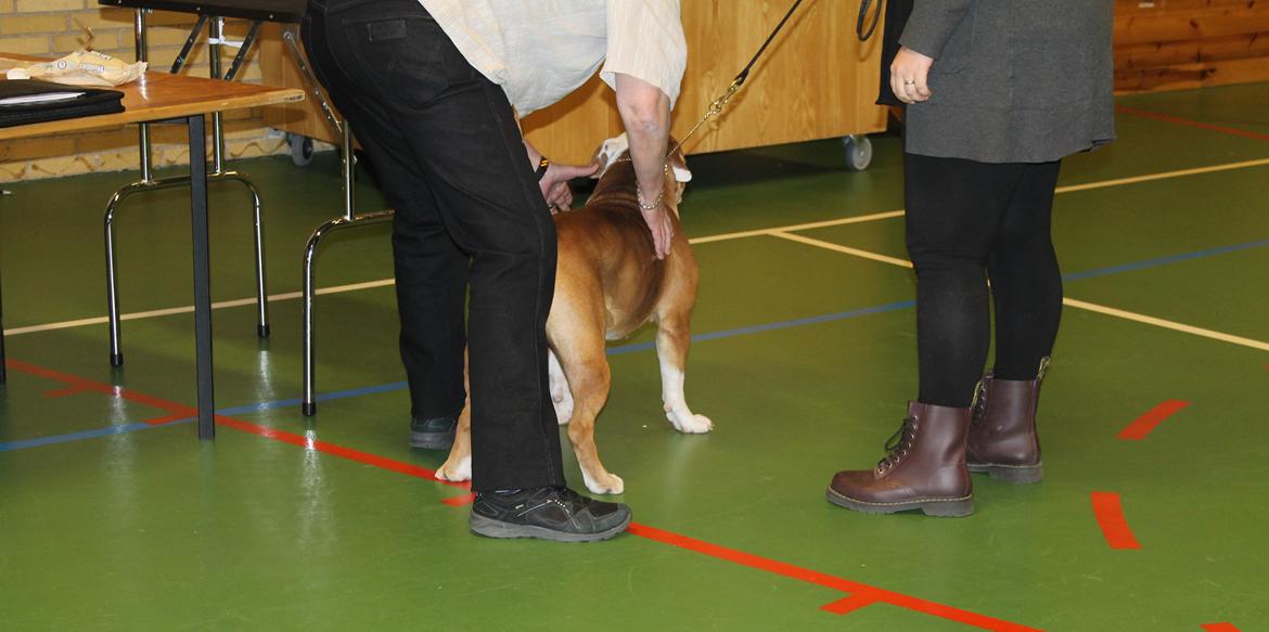 Team OEB til DHL show billede 27