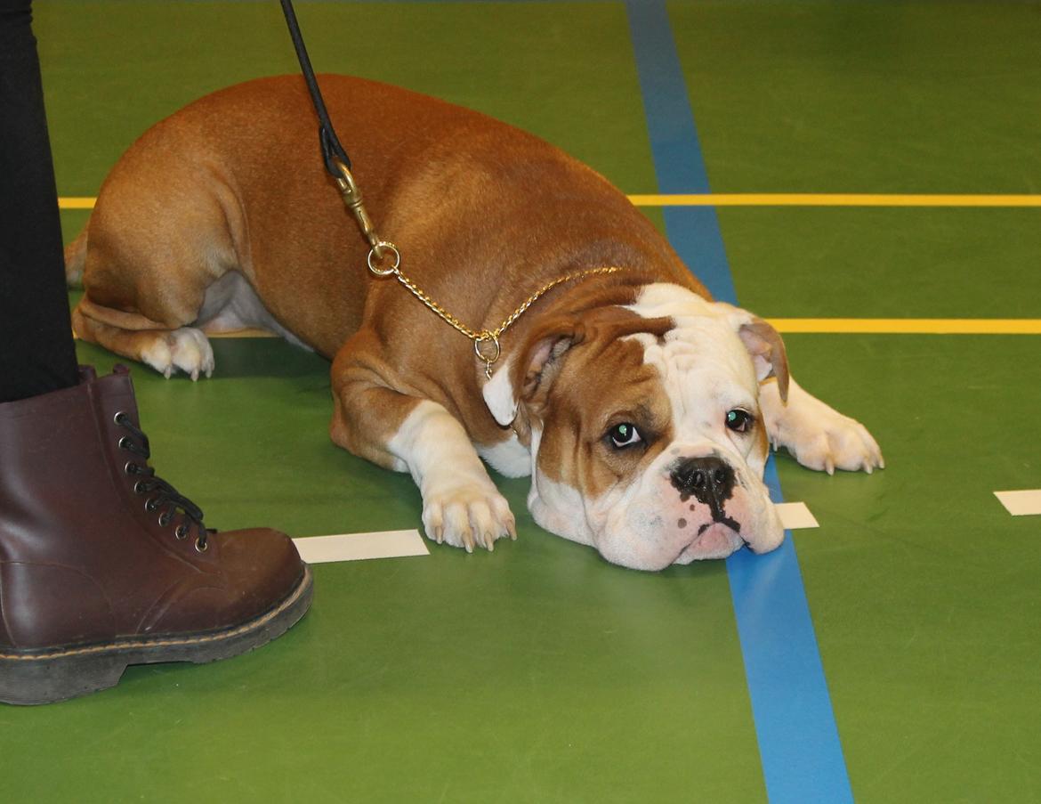 Team OEB til DHL show billede 24