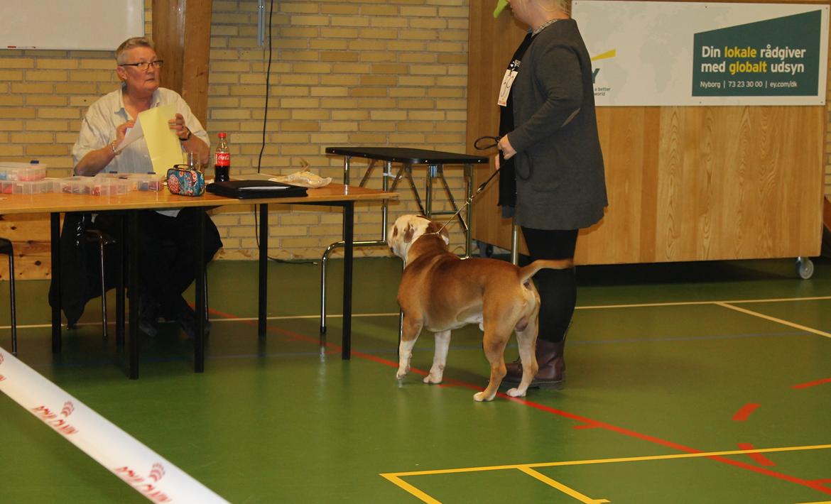 Team OEB til DHL show billede 29