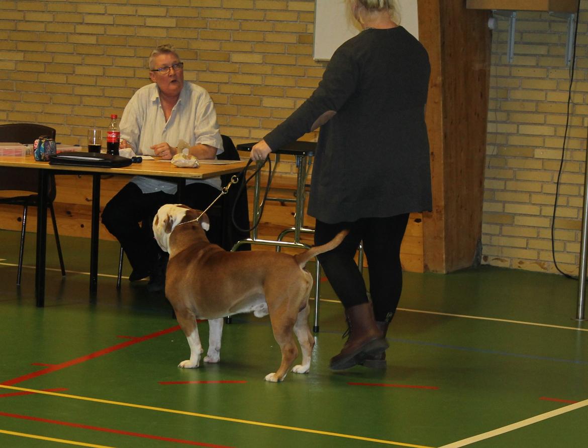 Team OEB til DHL show billede 30