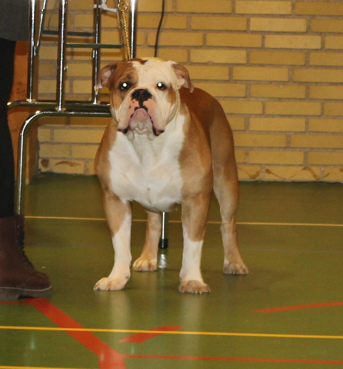 Team OEB til DHL show billede 31