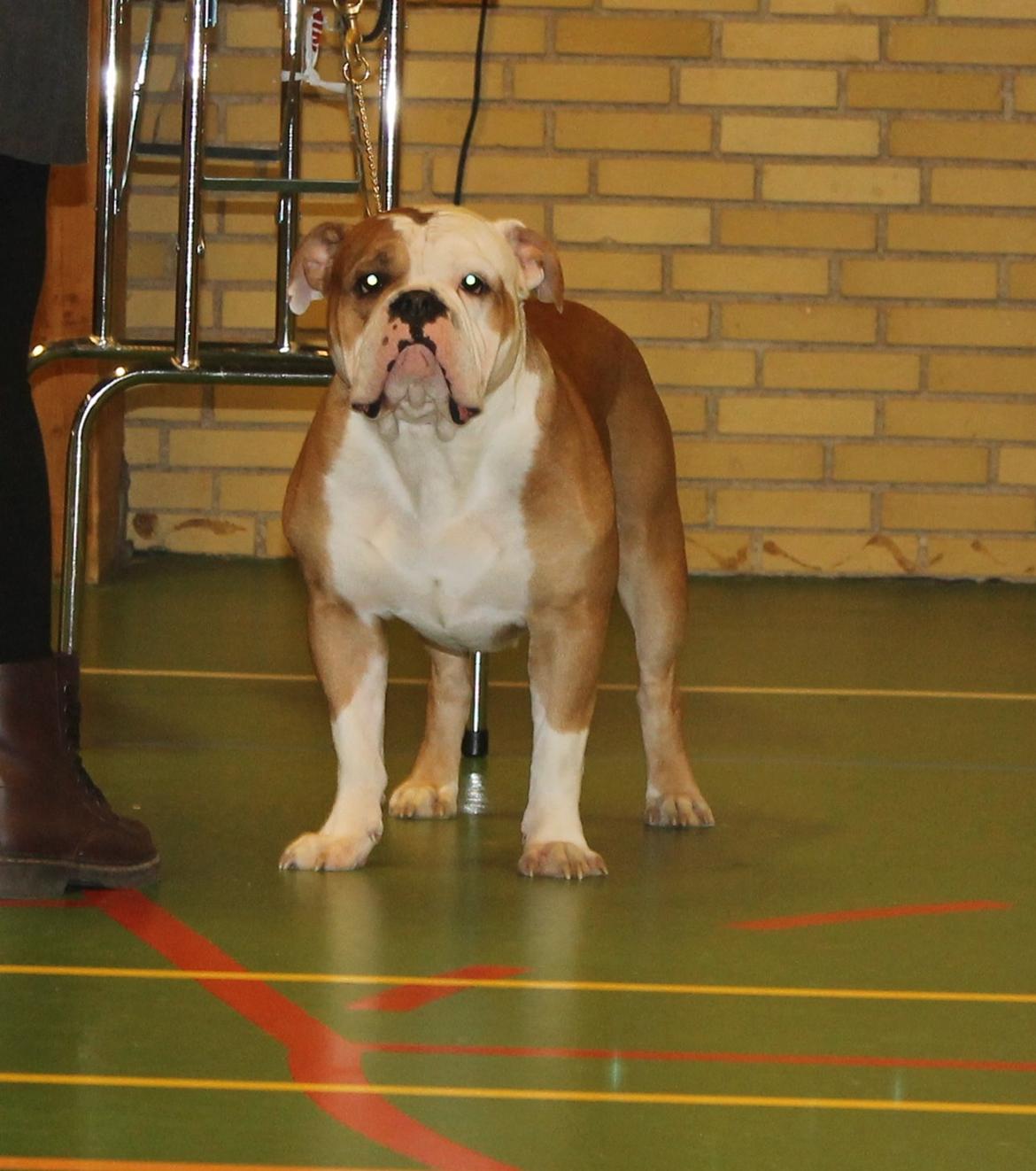 Team OEB til DHL show billede 32