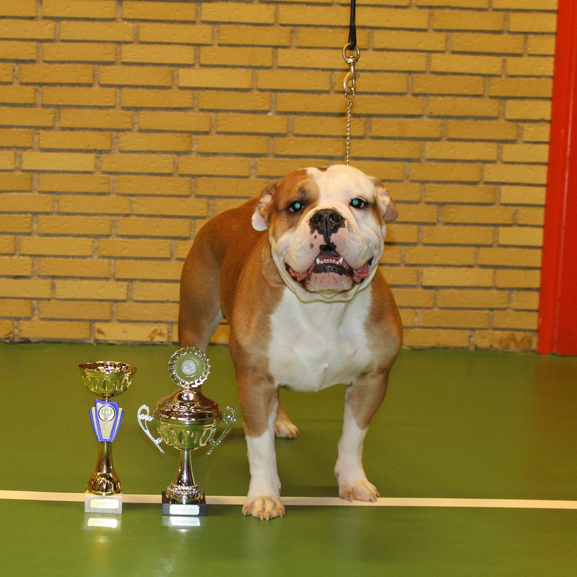 Team OEB til DHL show billede 35