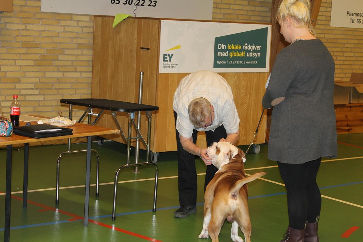 Team OEB til DHL show billede 28