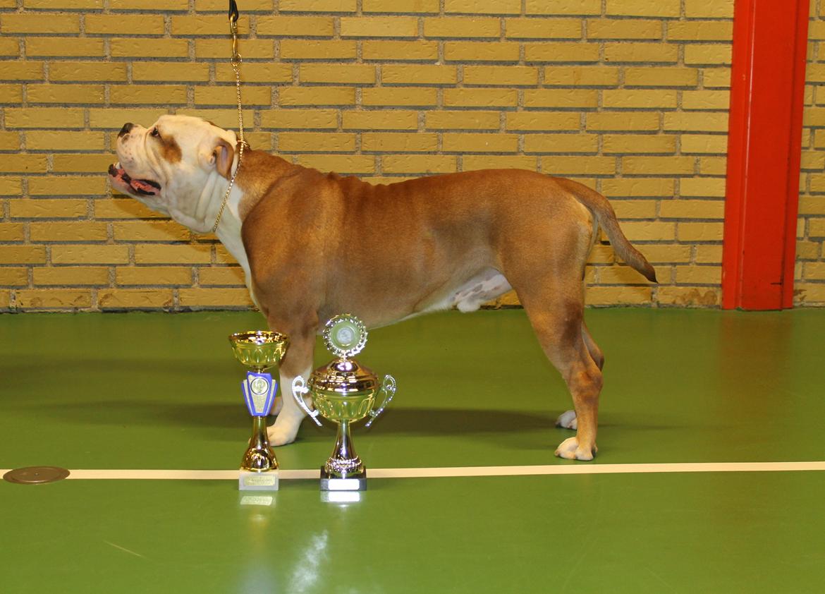 Team OEB til DHL show billede 38