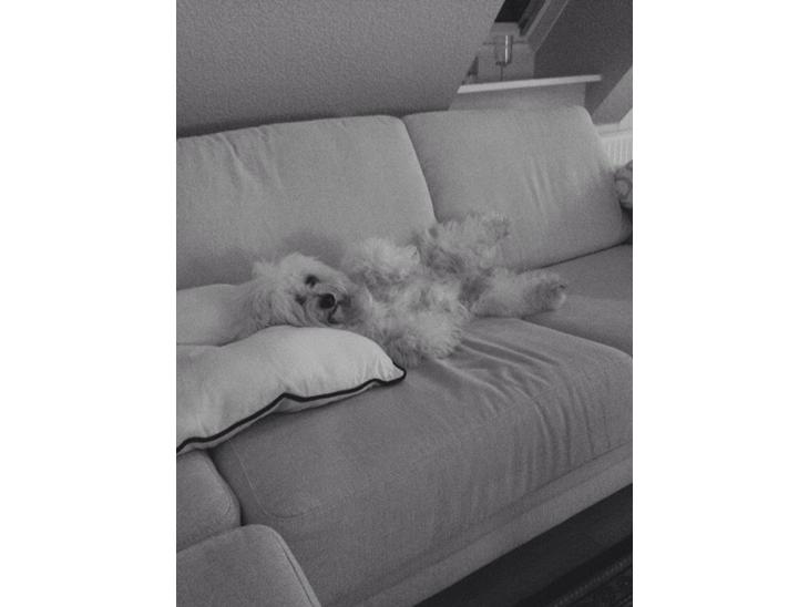 {{currentPhoto.altText}} billede {{currentPhoto.number}}