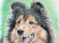 Mine (hunde)tegninger