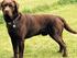 Labrador 