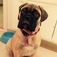 Luca, Bullmastiff