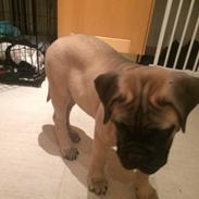 Luca, Bullmastiff