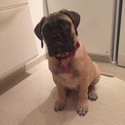 Luca, Bullmastiff