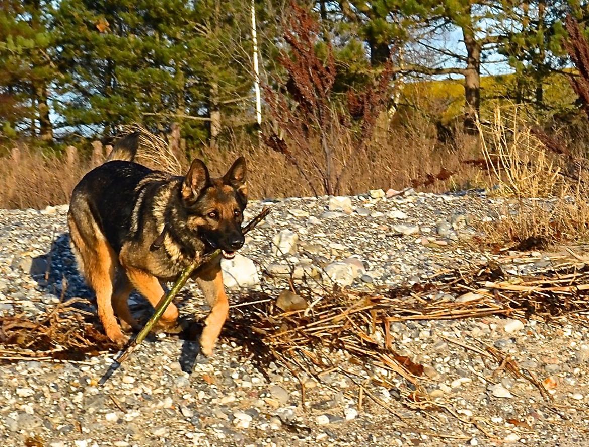 Aisha (Tesvanes Hillary) billede 1